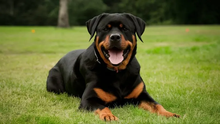 Cane: servizio di cremazione per animali domestici