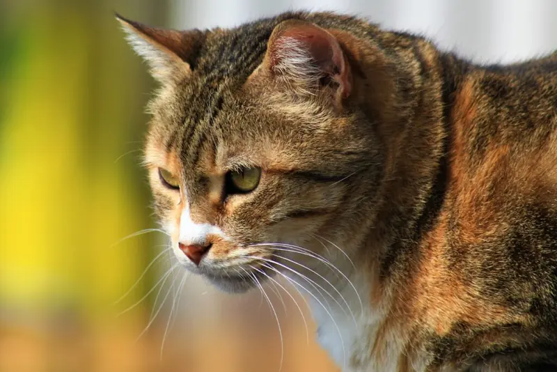 Gatto domestico: servizio di cremazione animali a Castelnuovo del Garda